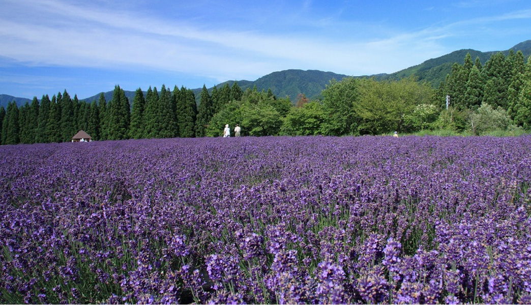 美郷町ラベンダー園